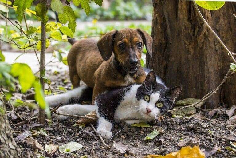 Cachorro, gato ou os dois?