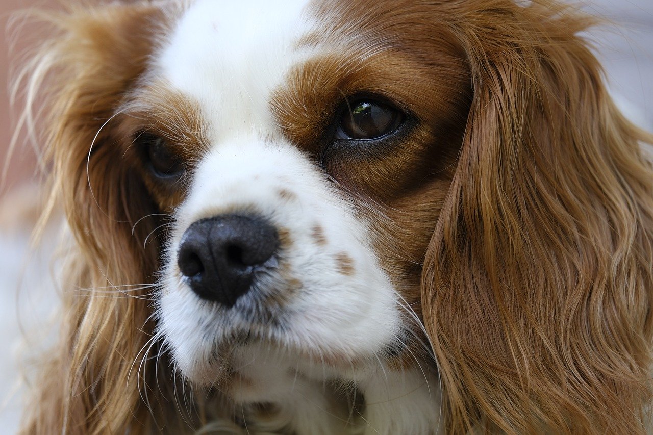 Saiba qual é o melhor cão para um tutor idoso