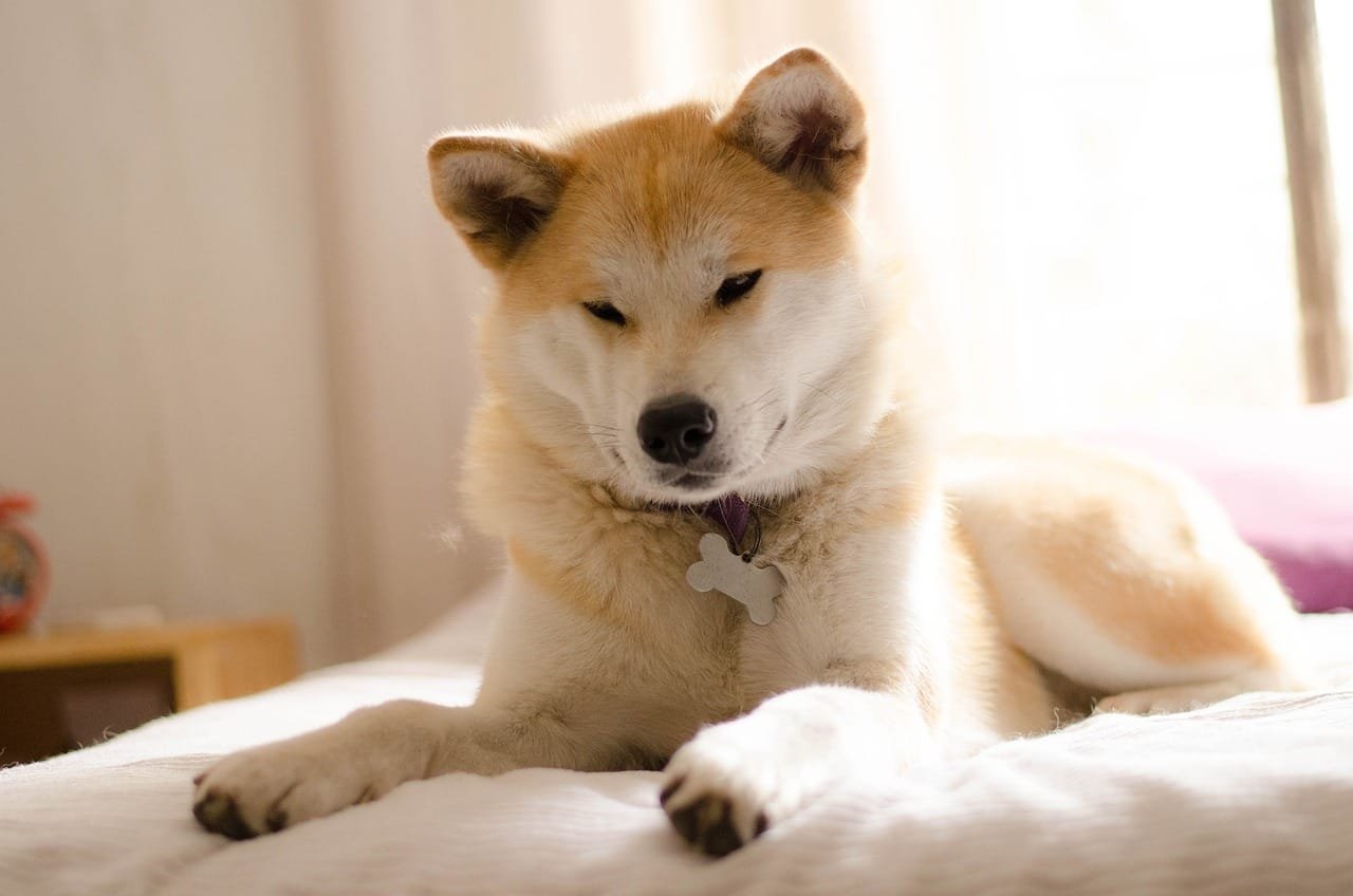 Com criança, evite ter esses cães em casa