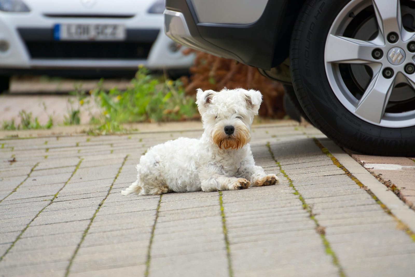 Urina de cães pode comprometer componentes do automóvel