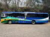 Iveco Bus amplia frota da Viação Rosa em Sinop com 20 novos chassis