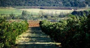 Gulf Agro abre agenda de eventos com Feibanana e Expocitros